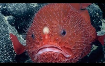 The Astronaut of the Deep Blue Sea | Game Changers | BBC Earth