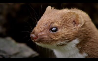 The Most Powerful Bite | Weasels: Feisty & Fearless | BBC Earth
