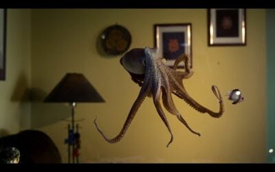 Octopus In The Living Room | Octopus In My House | BBC Earth