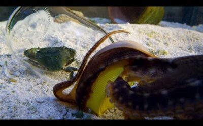 Genius Octopus Can Open Jars | Octopus In My House | BBC Earth