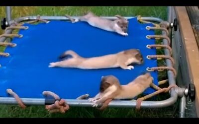 Young Weasels Leave The Nest | Weasels: Feisty & Fearless | BBC Earth