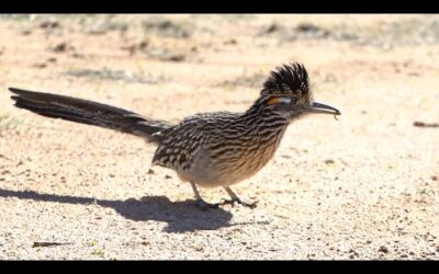 Meet the real life Roadrunner | My Place On Earth | BBC Earth