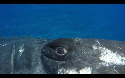 A whale saved my life | Close Encounters | BBC Earth