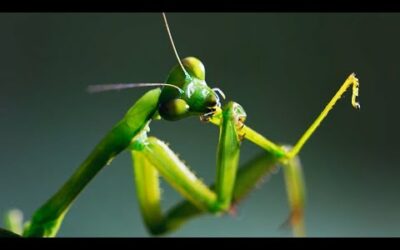 The Headless Mating Mantis | The Mating Game | BBC Earth