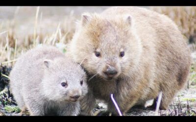 Wombats Poo Cubes! | Chris & Megs: Amaze Me | BBC Earth