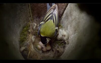 How Do Birds Incubate Their Eggs? | Attenborough’s Wonder of Eggs | BBC Earth