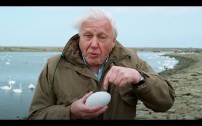 Nature’s First Line of Defence | Attenborough’s Wonder of Eggs | BBC Earth