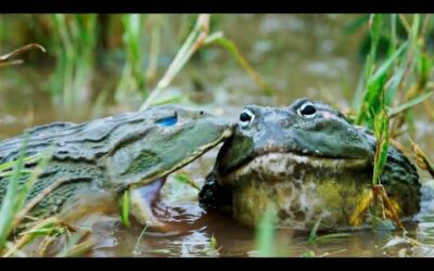 Absolute froggy carnage 🐸