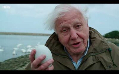 The Miracle of Hatching | Attenborough’s Wonder of Eggs | BBC Earth