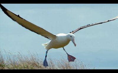 Albatrosses Use Their Nostrils To Fly | Nature’s Biggest Beasts | BBC Earth