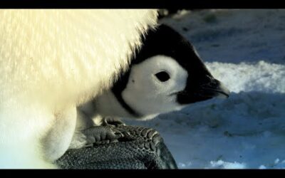 Penguin Races to Feed Her Starving Chick | Snow Chick: A Penguin’s Tale | BBC Earth