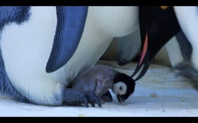 Baby Penguin Transfer | Snow Chick: A Penguin’s Tale | BBC Earth