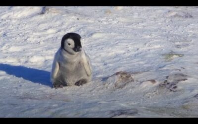 Baby Penguin Tries To Make Friends | Snow Chick: A Penguin’s Tale | BBC Earth