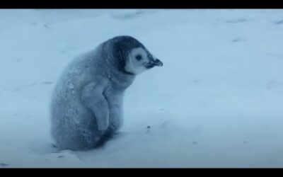 Baby Penguin Must Find Mother Before Freezing | Snow Chick: A Penguin’s Tale | BBC Earth