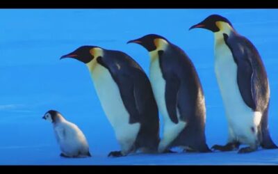 Baby Penguin Escapes Kidnap | Snow Chick: A Penguin’s Tale | BBC Earth