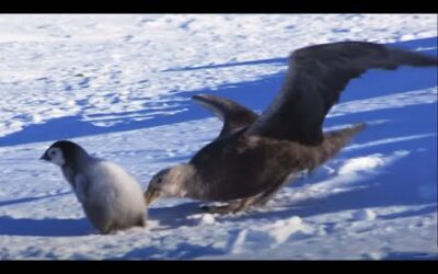 Baby Penguin Dodges Predators | Snow Chick: A Penguin’s Tale | BBC Earth