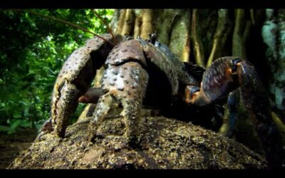 This Crab Can’t Swim, But Has To Lay Its Eggs In The Sea… | Nature’s Biggest Beasts | BBC Earth