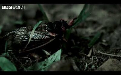 This Fungus Turns Insects Into Zombies | BBC Earth