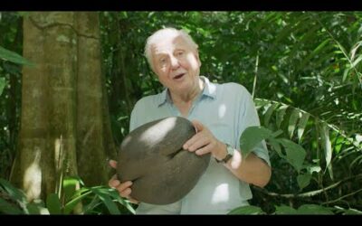 Sir David Attenborough Gives a Lesson on Seeds | The Green Planet | BC Earth