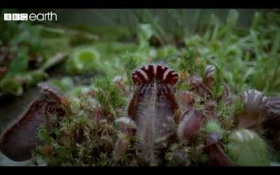 This Plant Traps its Prey With a Deadly Drop | Natural Born Killers | BBC Earth