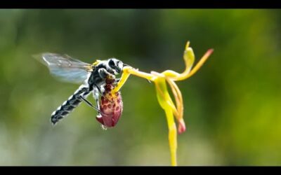 Sneaky Orchid Tricks a Wasp | The Green Planet | BBC Earth