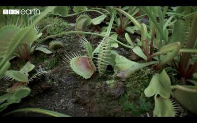 The Venus Fly Trap’s Deadly Speed | Natural Born Killers | BBC Earth