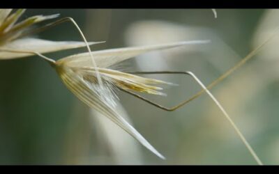 These Seeds Can Walk! | The Green Planet | BBC Earth