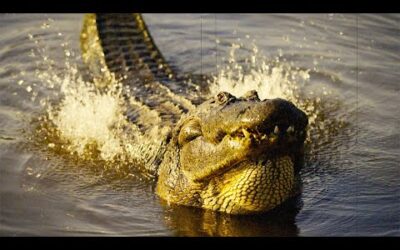 Alligators Take Over Nuclear Weapons Plant | Reports from the Frontline | BBC Earth