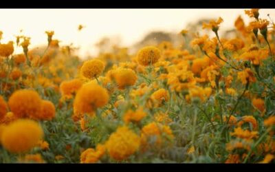 The Flower Guiding the Dead Home | The Green Planet | BBC Earth