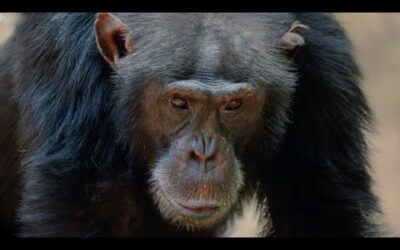 Alpha Chimp Seeks Allies as Tensions Rise | Dynasties | BBC Earth