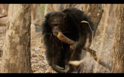 Chaos Erupts in Chimpanzee Tribe | Dynasties | BBC Earth