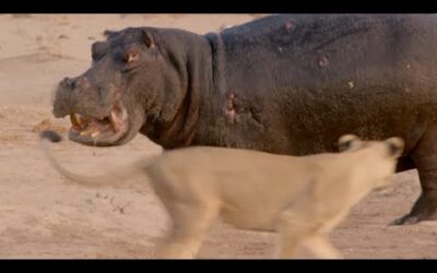 Hippo vs Lion Clan | Natural World | BBC Earth