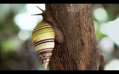 Relax with Snails, Frogs and Animal Families | The Wild Place | BBC Earth