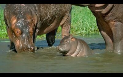 Mother Hippo Fights to Protect Her Calf | Natural World | BBC Earth