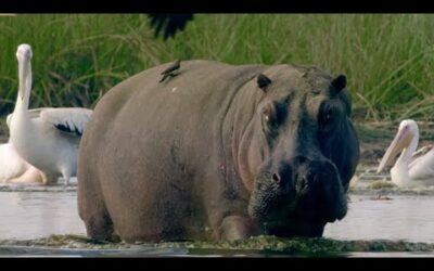 200 Hippos Cause Mayhem in Crowded Pool | Natural World | BBC Earth