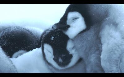 Baby Penguin’s First Steps | 4K UHD | Dynasties | BBC Earth