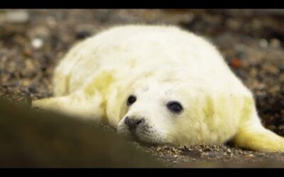 Finding Baby Seals on an Abandoned Island | After We’ve Gone | BBC Earth