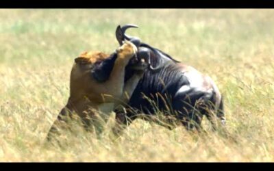 Lion Takes Down Wildebeest | 4K UHD | Dynasties | BBC Earth