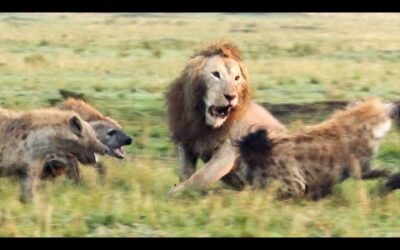 Lion Trapped by Hyenas (Full Clip) | 4K UHD | Dynasties | BBC Earth