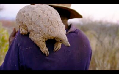 Poachers Try to Capture Pangolins | Natural World | BBC Earth