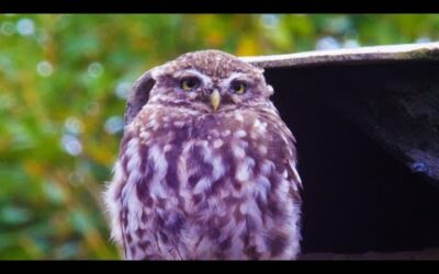 Finding Little Owls in an Abandoned Mine | After We’ve Gone | BBC Earth