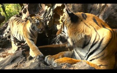 Tiger Cub Meets Her Father for the First Time | 4K UHD | Dynasties | BBC Earth