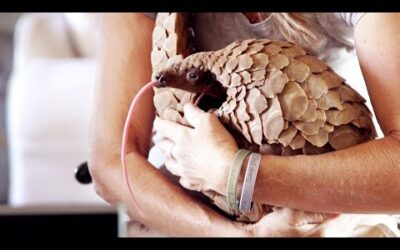 Making a Pangolin an Influencer | Natural World | BBC Earth