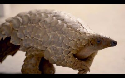 The Perils of Pangolins | Natural World | BBC Earth