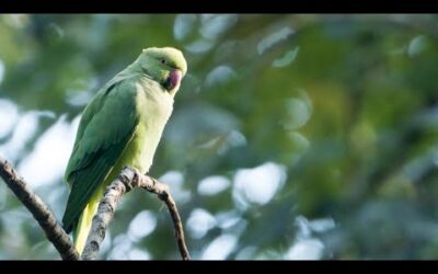 Discovering Wildlife in an Abandoned Cemetery | After We’ve Gone | BBC Earth