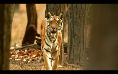 Tiger Protects Her Cubs from Bear | 4K UHD | Dynasties | BBC Earth