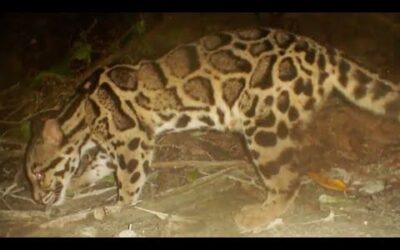 Spotting One Of The World’s Rarest Cats | Expedition Tiger | BBC Earth