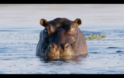 Hippos Can’t Swim? | Natural World | BBC Earth