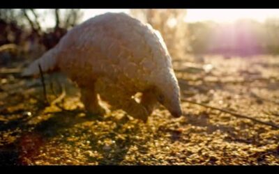 Saving a Pangolin’s Life | Natural World | BBC Earth