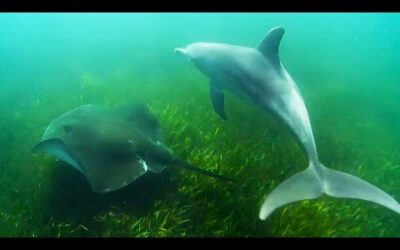 Dolphins Use Sting﻿﻿rays to Hunt Octopus | Ocean Giants | BBC Earth